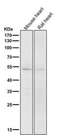 All lanes use the Antibody at 1:1K dilution for 1 hour at room temperature.
