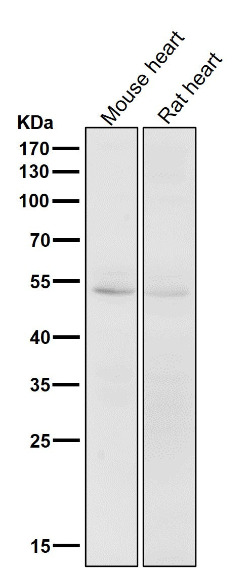 All lanes use the Antibody at 1:1K dilution for 1 hour at room temperature.