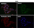 Immunofluorescent analysis using the Antibody at 1:50 dilution.