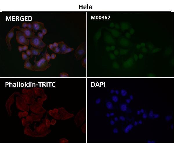 Immunofluorescent analysis using the Antibody at 1:50 dilution.