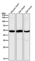 All lanes use the Antibody at 1:6K dilution for 1 hour at room temperature.