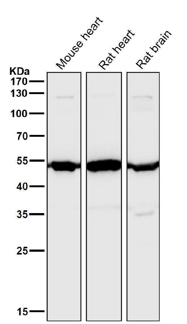 All lanes use the Antibody at 1:6K dilution for 1 hour at room temperature.