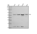 Anti-ATF4 Rabbit Monoclonal Antibody