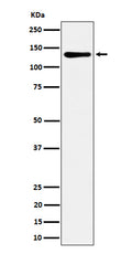 Western blot analysis of MCM2 expression in HeLa cell lysate.