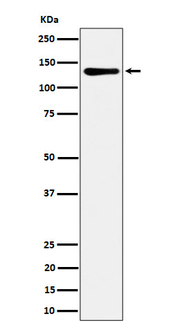 Western blot analysis of MCM2 expression in HeLa cell lysate.