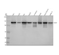 Anti-MCM2 Rabbit Monoclonal Antibody