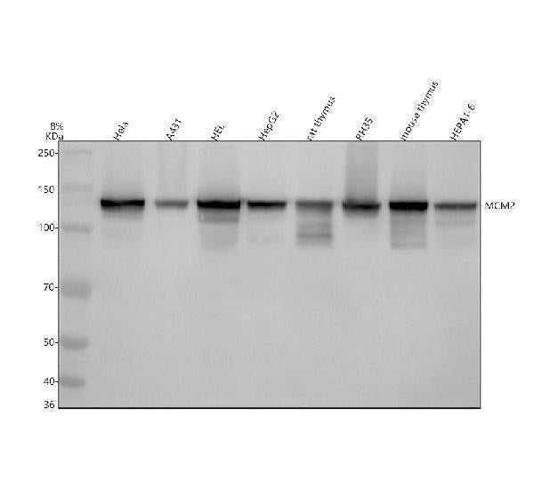 Anti-MCM2 Rabbit Monoclonal Antibody