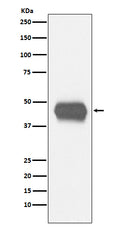 Western blot analysis of CD1a expression in human fetal thymus lysate.
