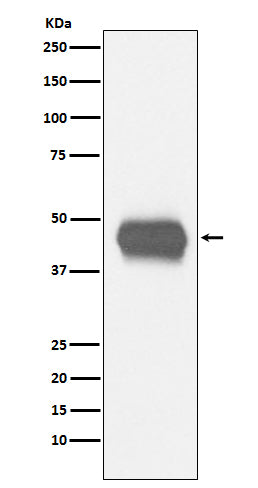 Western blot analysis of CD1a expression in human fetal thymus lysate.