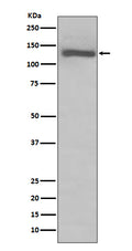 Western blot analysis of TLR7 expression in Raji cell lysate.