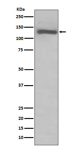 Western blot analysis of TLR7 expression in Raji cell lysate.