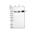 Anti-CD46 Rabbit Monoclonal Antibody