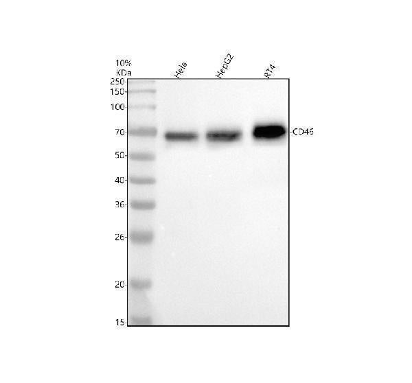 Anti-CD46 Rabbit Monoclonal Antibody