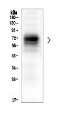 Anti-CD46 Antibody Picoband® (monoclonal, 9E9)