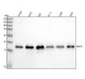 Anti-Survivin BIRC5 Rabbit Monoclonal Antibody