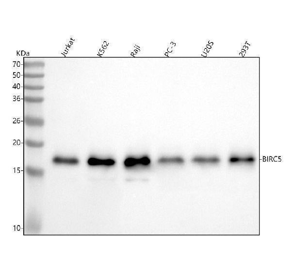 Anti-Survivin BIRC5 Rabbit Monoclonal Antibody