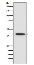 Western blot analysis of CEBP alpha expression in U937 cell lysate.