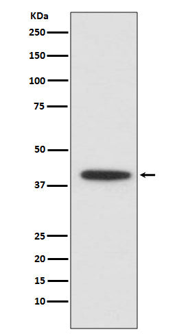 Western blot analysis of CEBP alpha expression in U937 cell lysate.