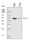 Anti-HNF-4-alpha Antibody Picoband® (monoclonal, 6C8E9)