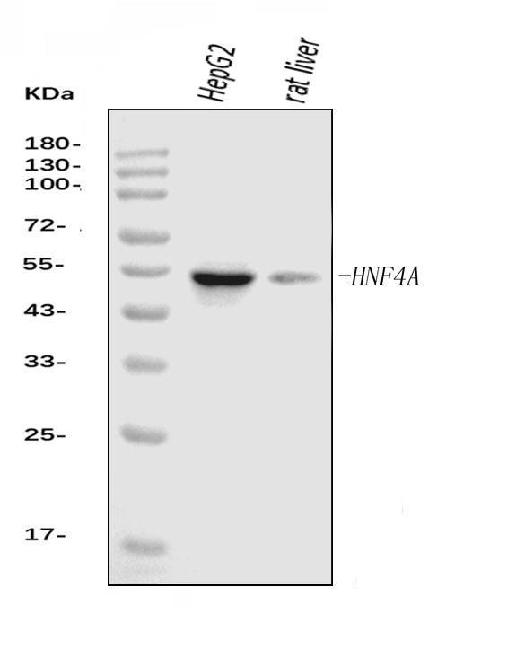 Anti-HNF-4-alpha Antibody Picoband® (monoclonal, 6C8E9)
