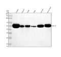 Anti-HNF-4-alpha Rabbit Monoclonal Antibody
