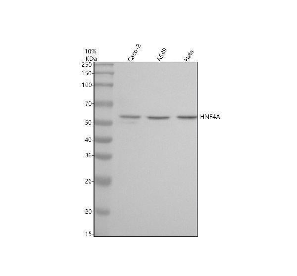 Anti-HNF-4-alpha Rabbit Monoclonal Antibody