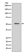 Western blot analysis of HNF-4-alpha expression in A549 cell lysate.