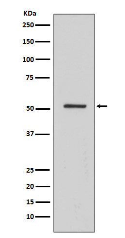 Western blot analysis of HNF-4-alpha expression in A549 cell lysate.