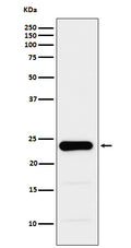 Western blot analysis of GST3 / GST pi expression in PC3 cell lysate.