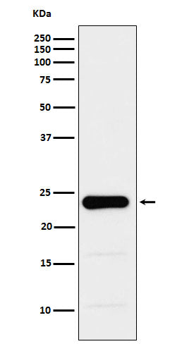 Western blot analysis of GST3 / GST pi expression in PC3 cell lysate.