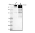 Anti-53BP1 TP53BP1 Rabbit Monoclonal Antibody