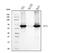 Anti-Cytokeratin 5 Antibody Picoband® (monoclonal, 5D3F7)