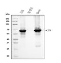Anti-Cytokeratin 5 Antibody Picoband® (monoclonal, 9H2F8)
