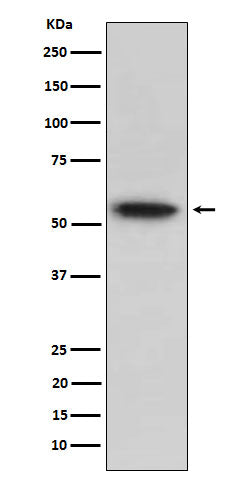 Western blot analysis of TRAF2 expression in Raji cell lysate.