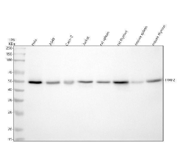 Anti-TRAF2 Rabbit Monoclonal Antibody