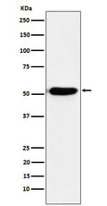Western blot analysis of IRF4 expression in Ramos cell lysate.