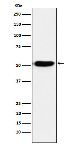 Western blot analysis of IRF4 expression in Ramos cell lysate.