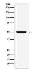Western blot analysis of MUM1 expression in Daudi cell lysate.