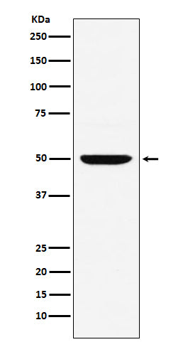 Western blot analysis of MUM1 expression in Daudi cell lysate.
