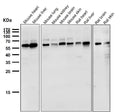 Anti-NOX4 Rabbit Monoclonal Antibody