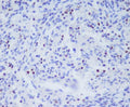 Immunohistochemical analysis of paraffin-embedded human spleen, using T-bet/Tbx21 Antibody.