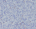 Immunohistochemical analysis of paraffin-embedded human spleen, using TBX21 Antibody.