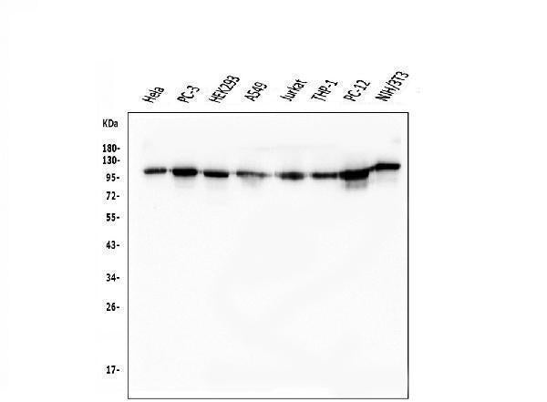 Anti-KAP1/TRIM28 Antibody Picoband® (monoclonal, 9E3)