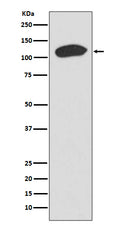 Western blot analysis of KAP1 expression in HeLa cell lysate.