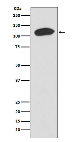 Western blot analysis of KAP1 expression in HeLa cell lysate.