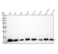 Anti-MIF Rabbit Monoclonal Antibody