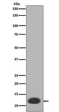 Western blot analysis of MRP8 expression in  HL-60 cell lysate.