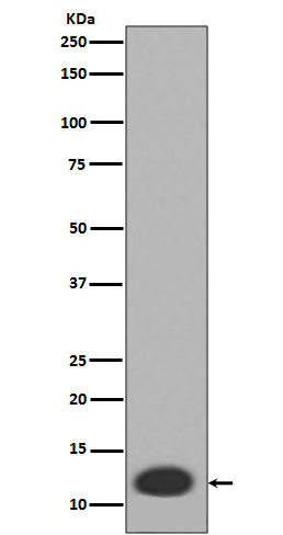 Western blot analysis of MRP8 expression in  HL-60 cell lysate.