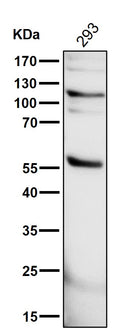 All lanes use the Antibody at 1:3K dilution for 1 hour at room temperature.