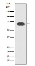 Western blot analysis of TCF7L2 expression in Jurkat cell lysate.